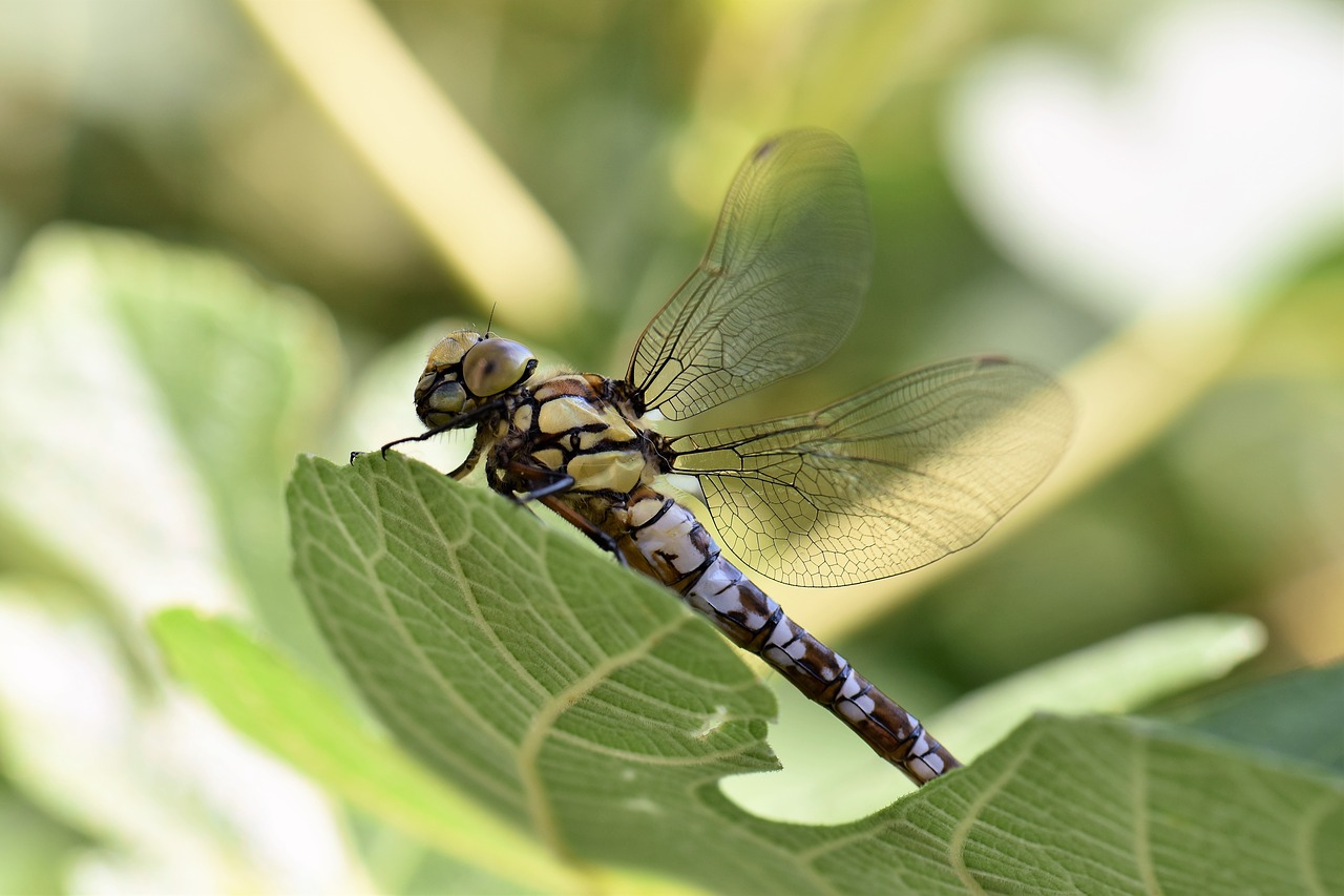 Image - dragonfly animal insect nature
