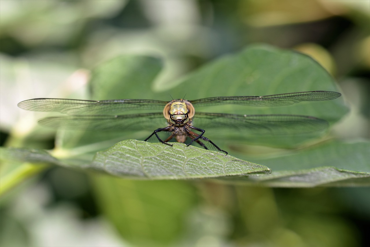 Image - dragonfly animal insect nature