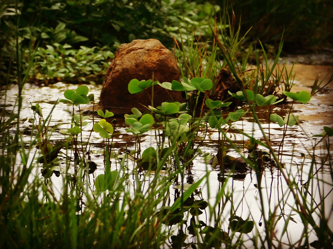 Image - stone water rain water plants