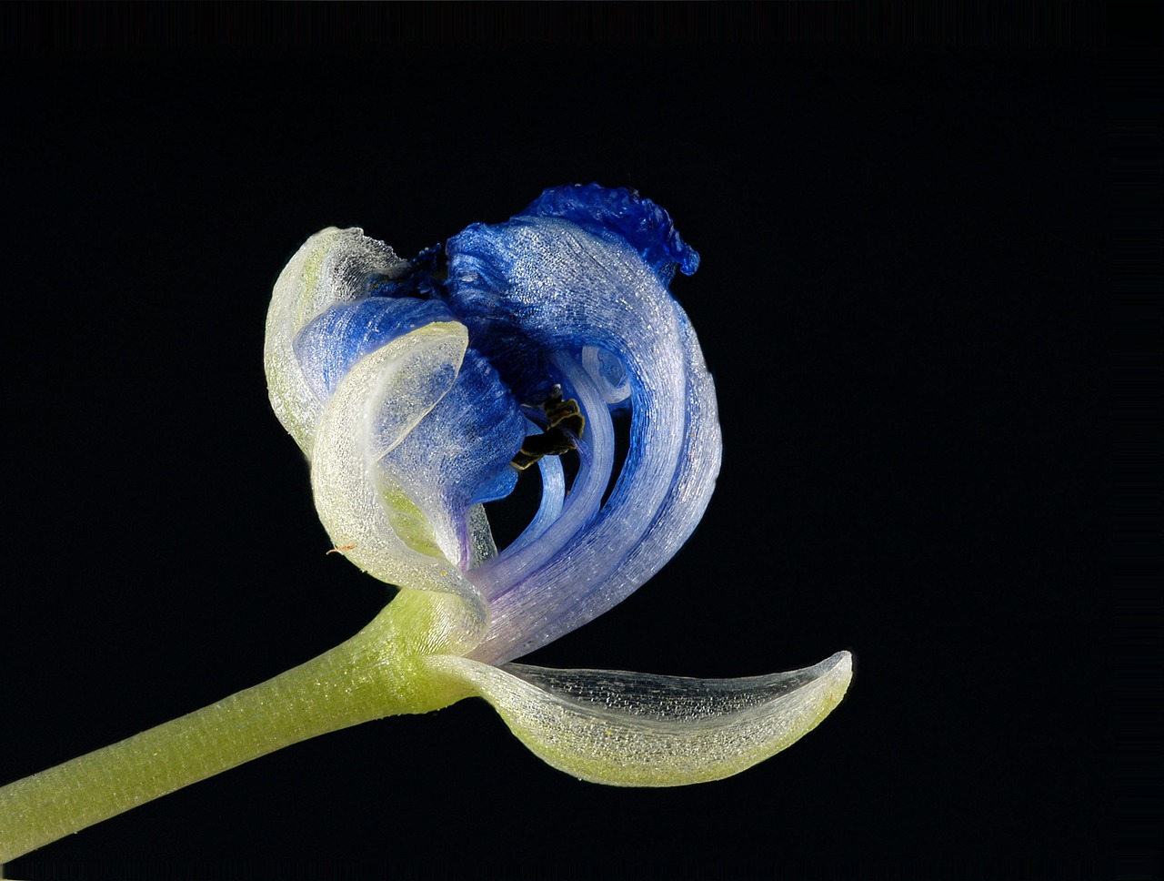 Image - flora tiny macro