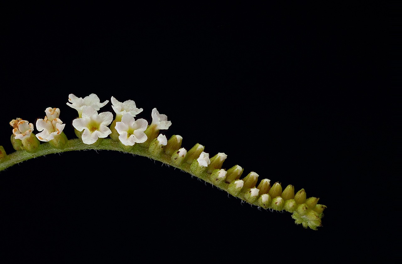 Image - flora tiny sheath macro