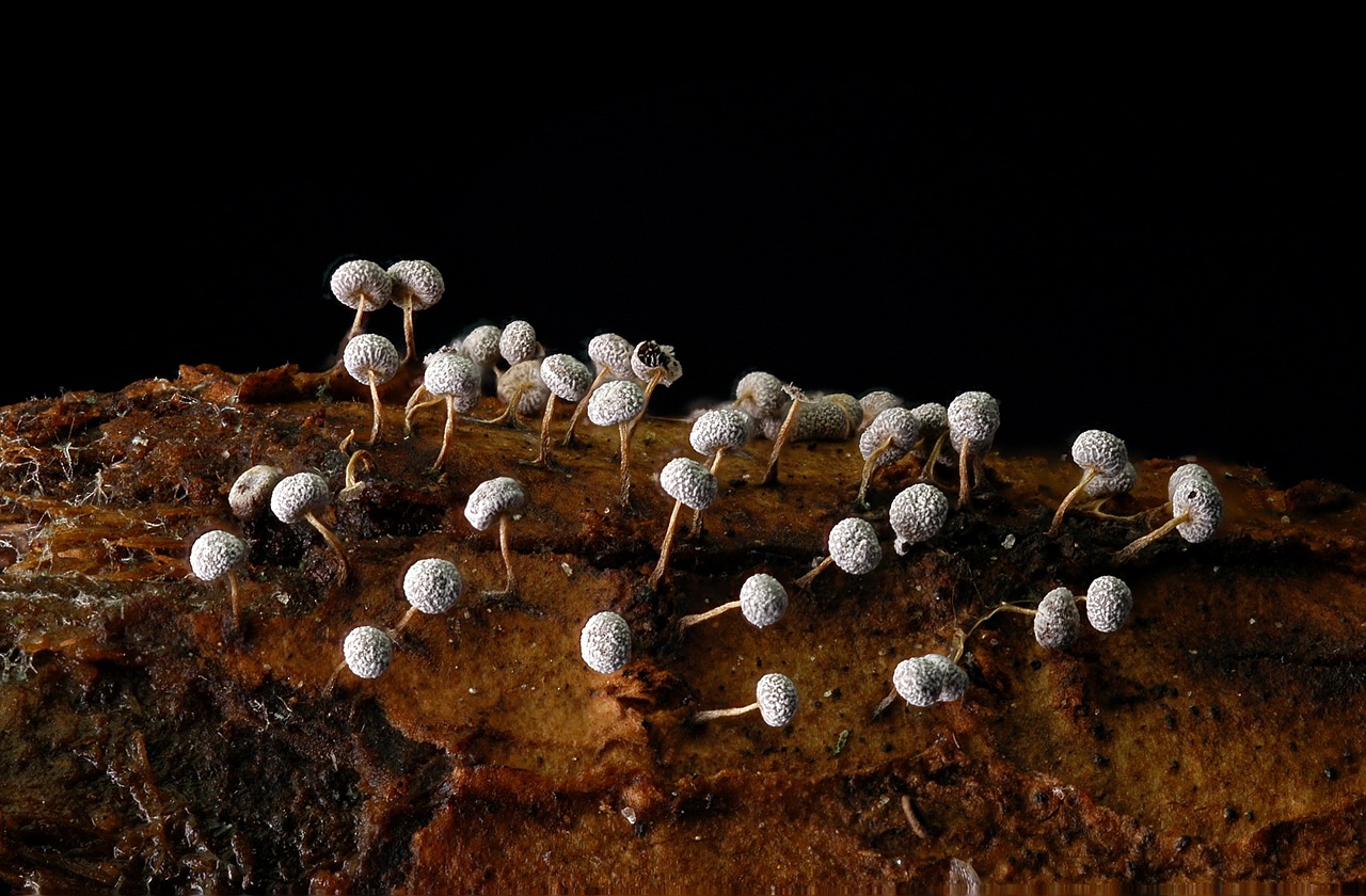 Image - fungi wood tiny macro