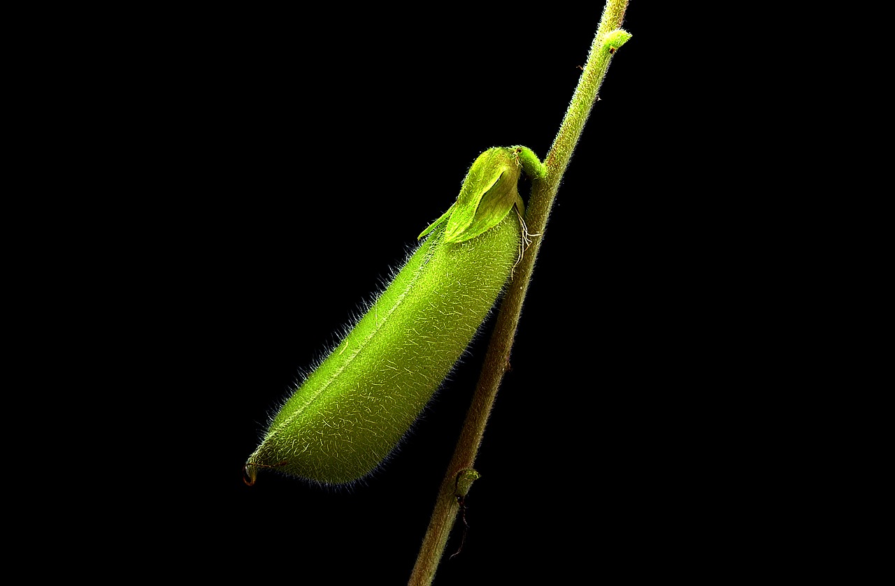 Image - flora tiny sheath macro