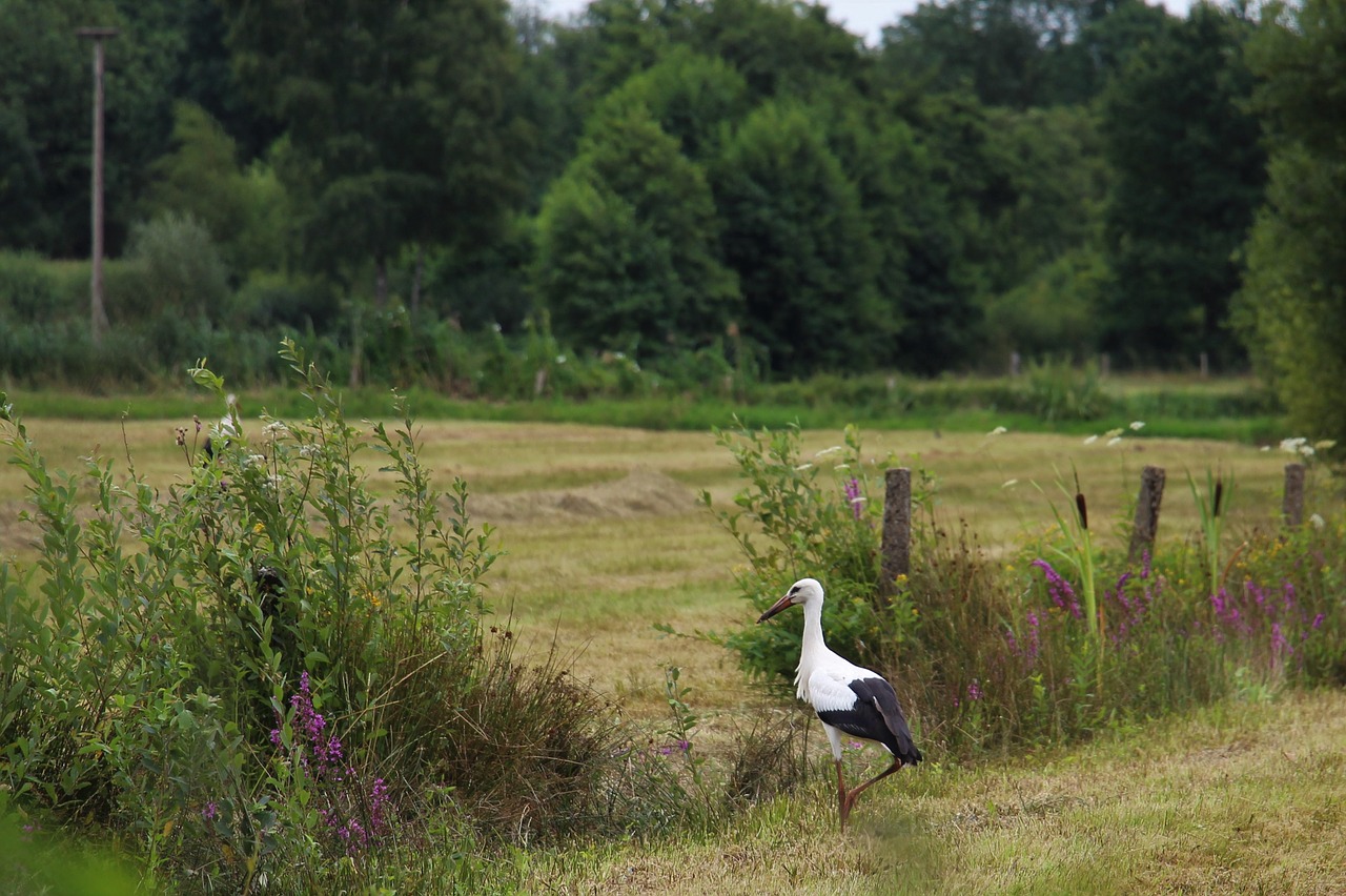 Image - stork eindhoven gijzenrooi stratum