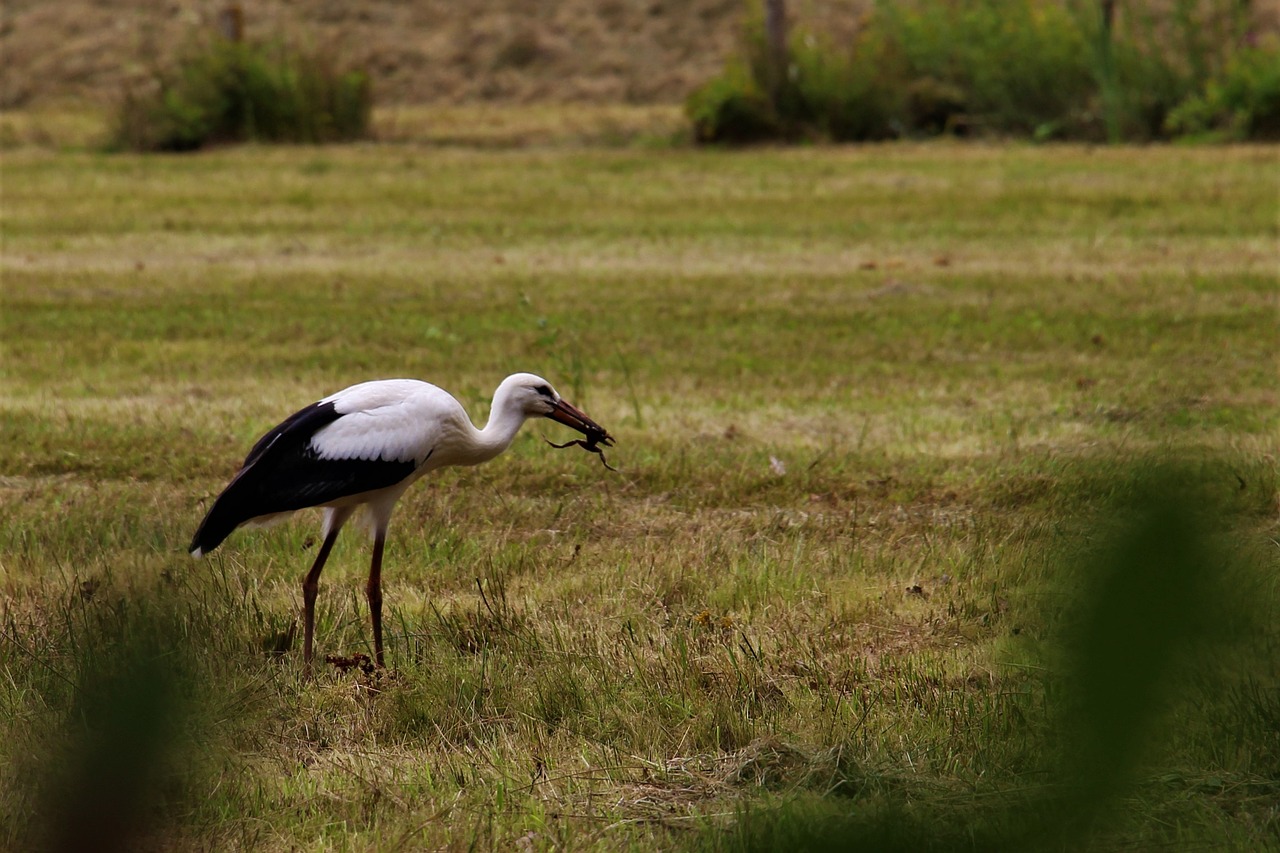 Image - stork eindhoven gijzenrooi stratum