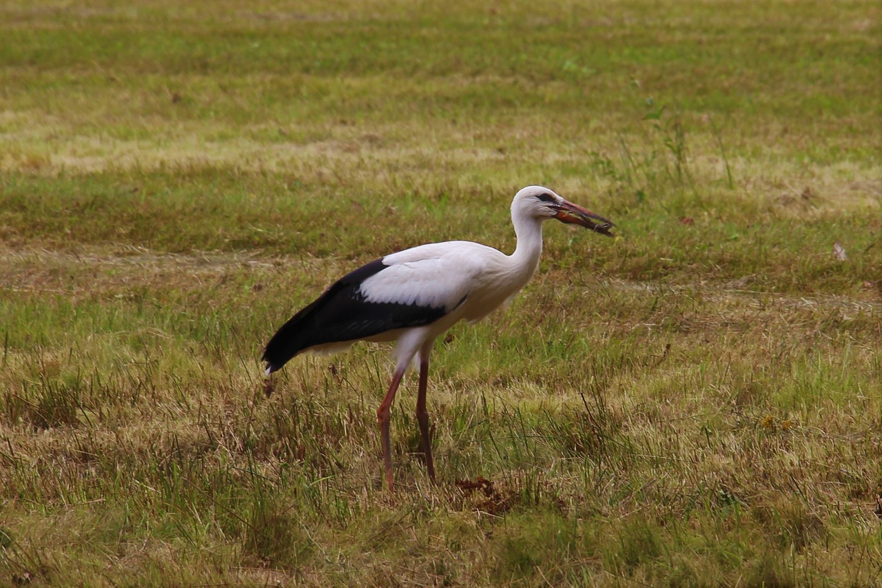 Image - stork eindhoven gijzenrooi stratum