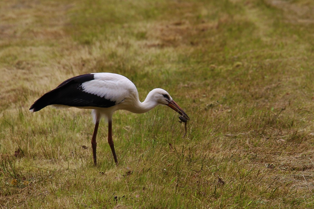 Image - stork eindhoven gijzenrooi stratum