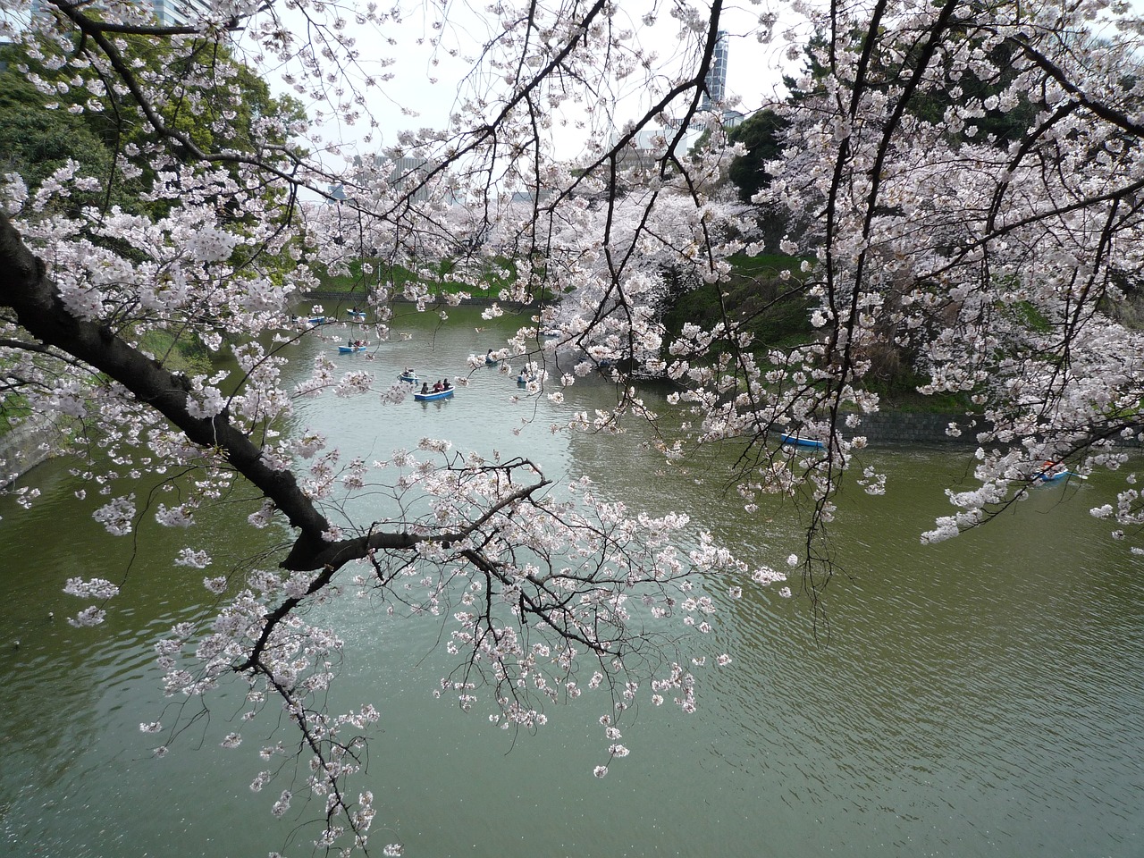 Image - cherry cherry blossoms sakura