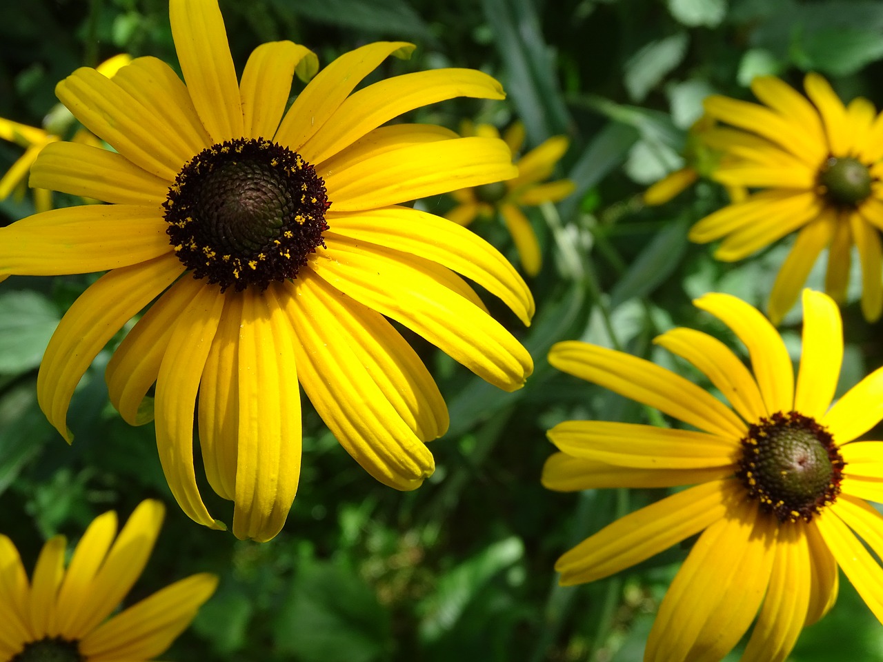 Image - rudbeckia sun hat rudbeckia fulgida