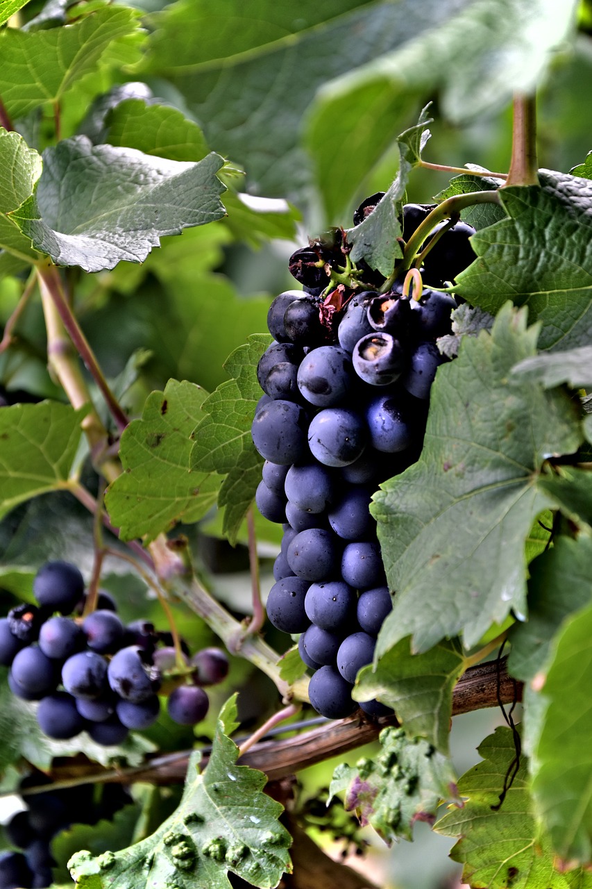 Image - wine grapes green purple vine