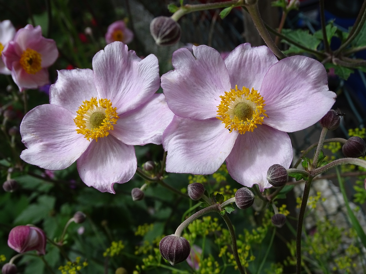 Image - fall anemone japanese fall anemone