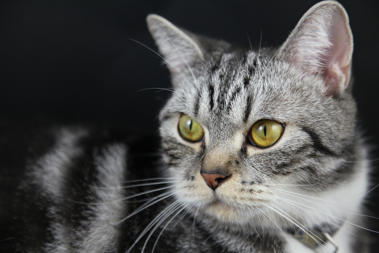 Image - looking searching cat