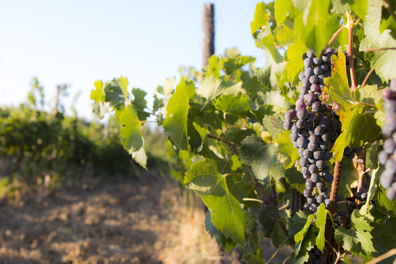 Image - harvest bunch vine screw grapes