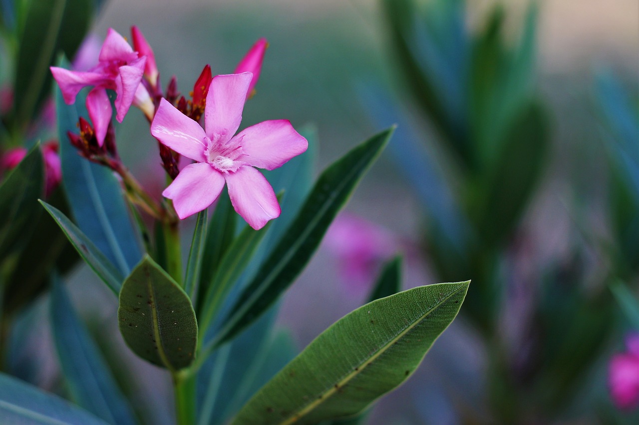 Image - color clear floral garden leaves