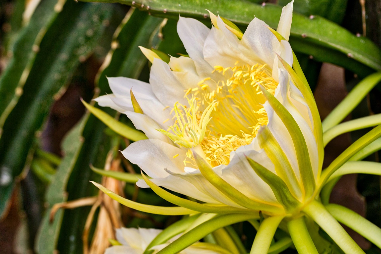 Image - flower pitaya pitahaya cactus