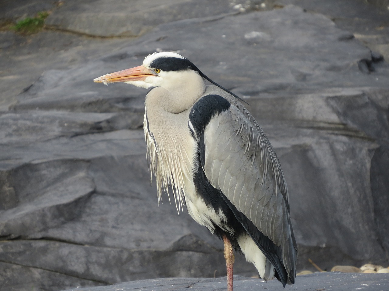 Image - heron bird blue heron nature beak