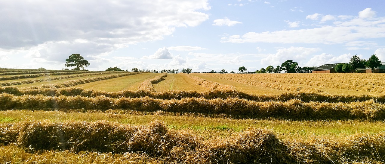 Image - mark wheat straw agriculture