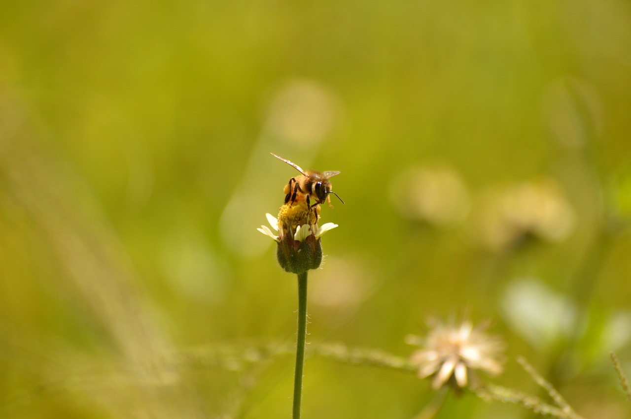 Image - bee flower green honey plant