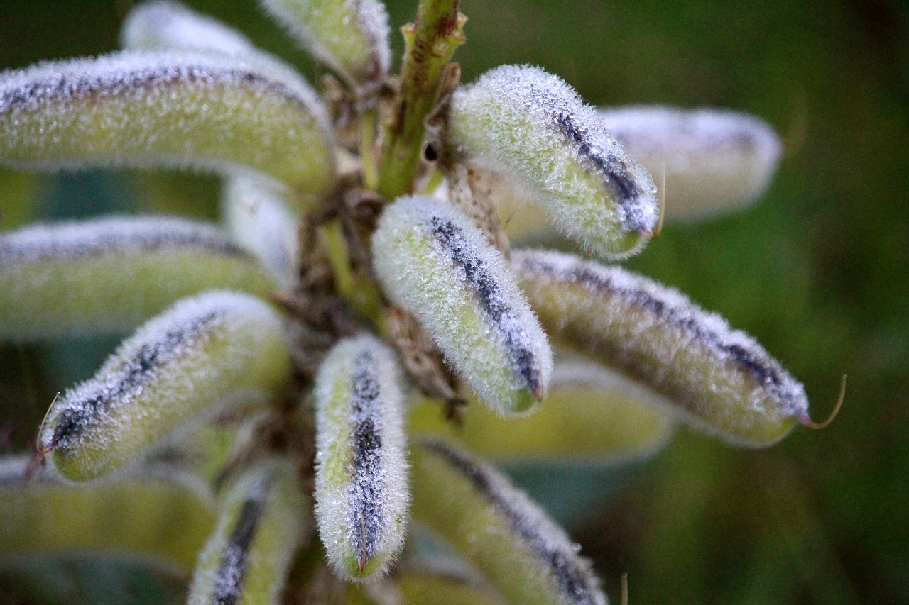 Image - plant dew drip pod morgentau