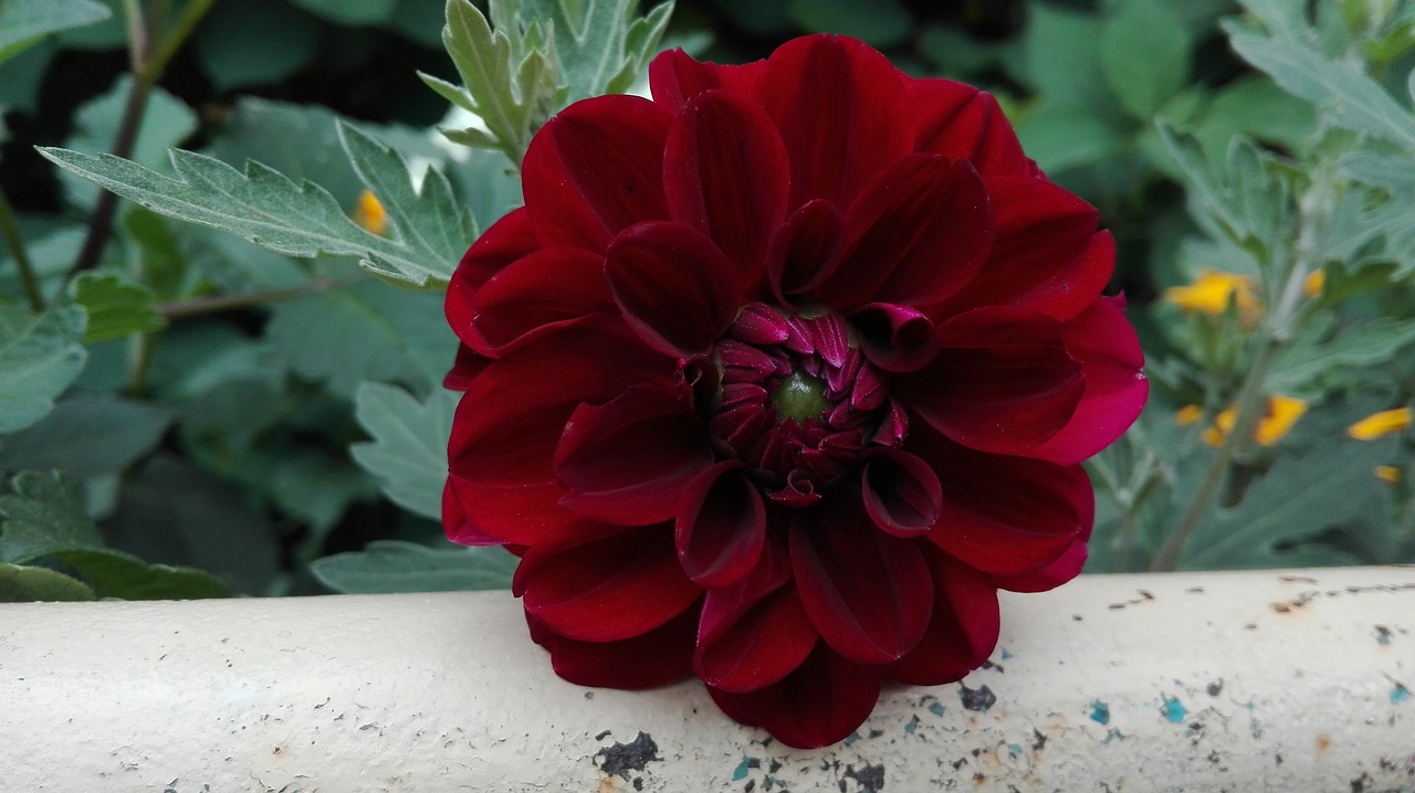 Image - flowers nature august