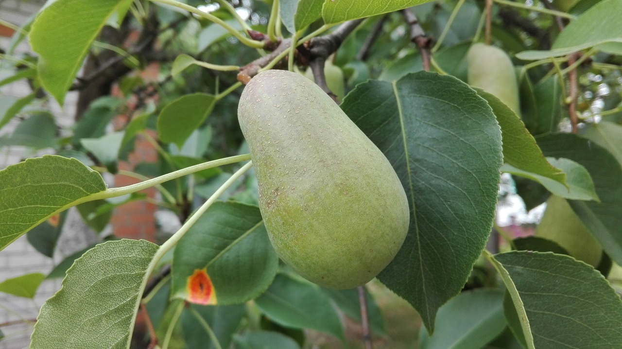 Image - pear august harvest