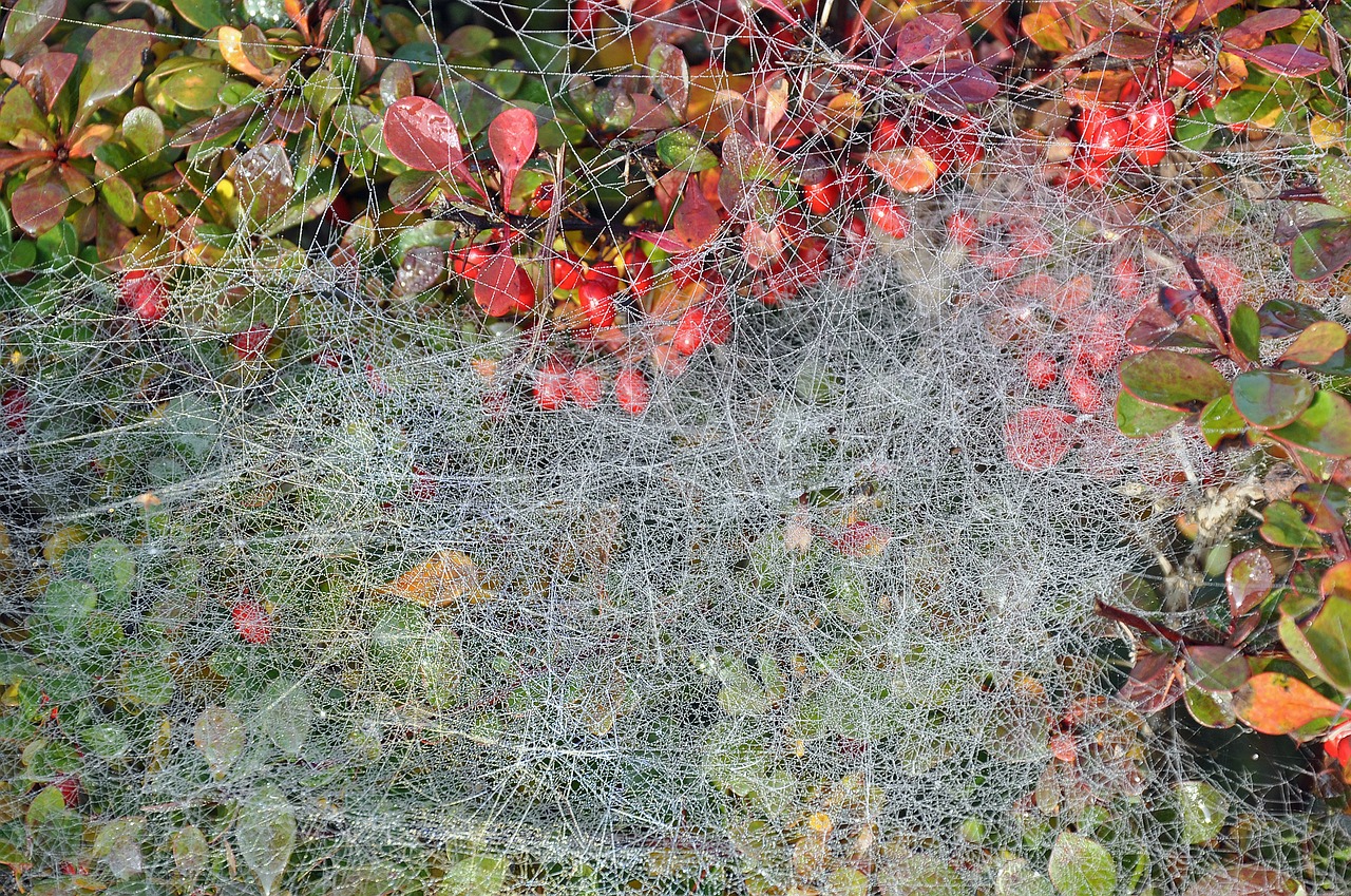 Image - autumn spider webs cobweb