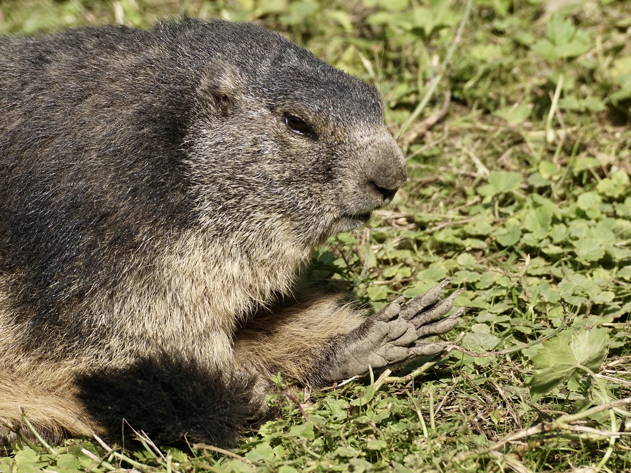 Image - marmot rodent alpine alpine marmot