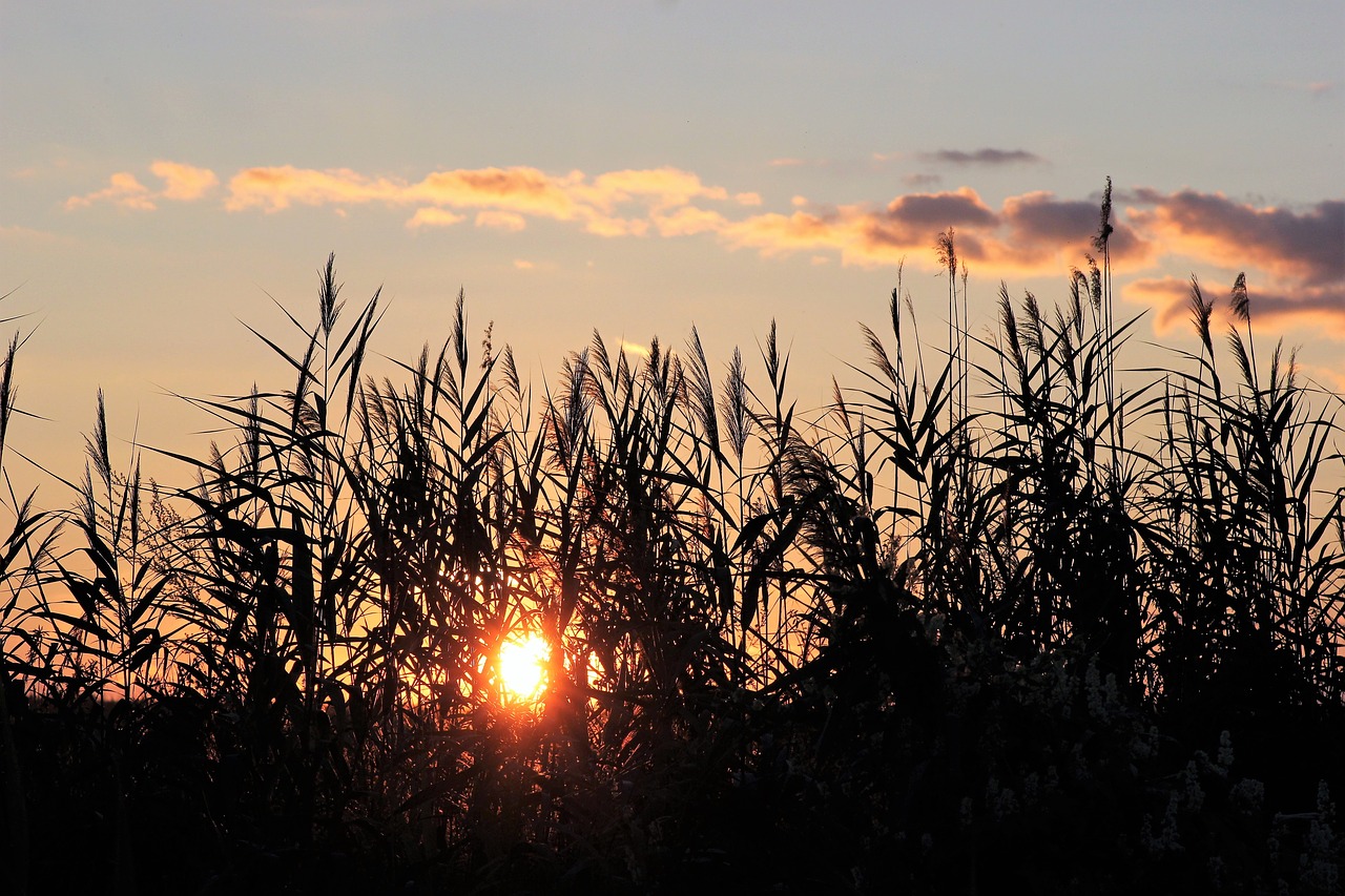 Image - cane evening sunset outdoor rural