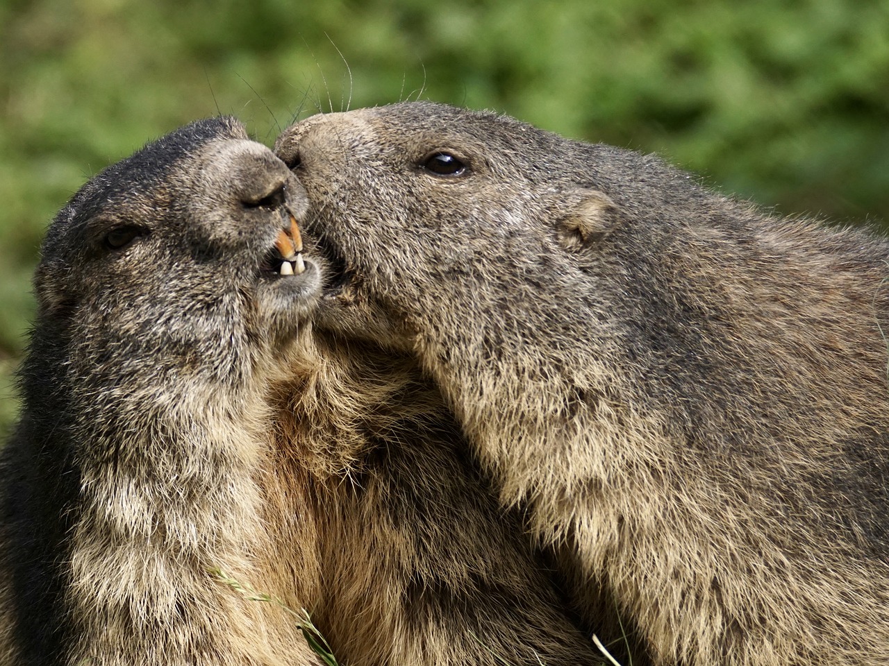 Image - marmot rodent alpine alpine marmot