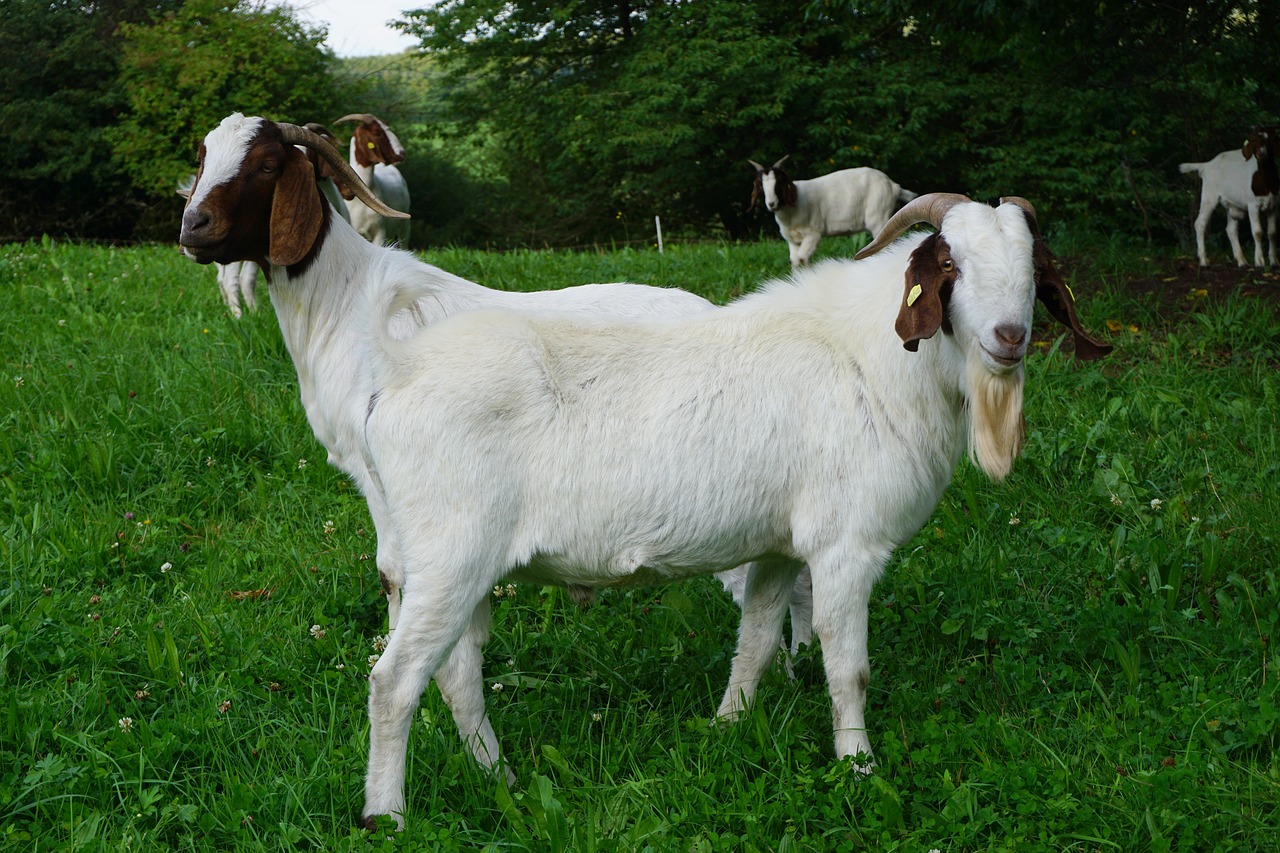 Image - goats pasture nature goat family