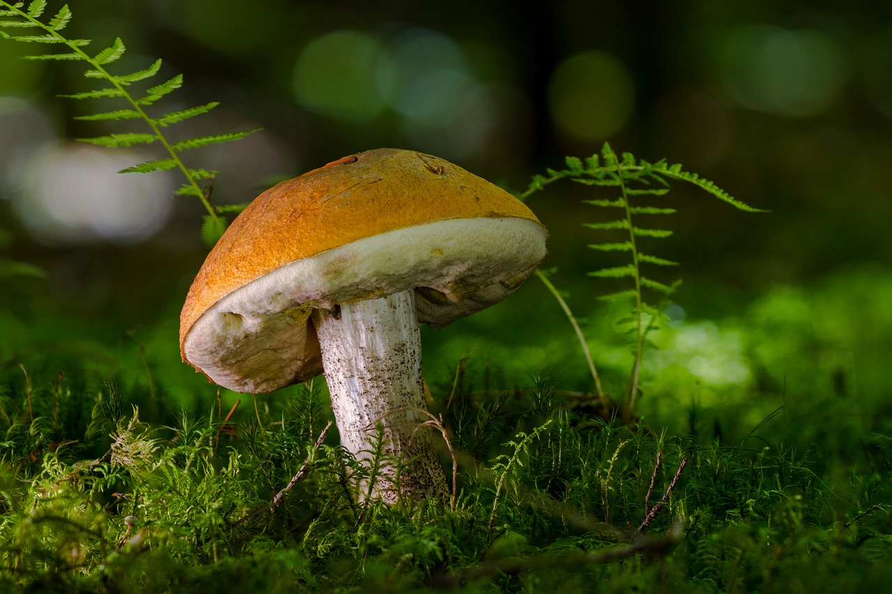 Image - birch mushroom mushroom forest