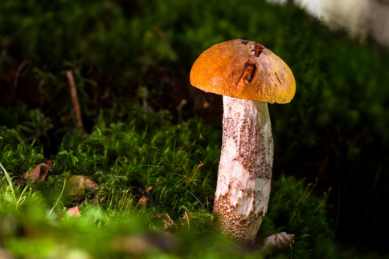 Image - birch mushroom mushroom edible