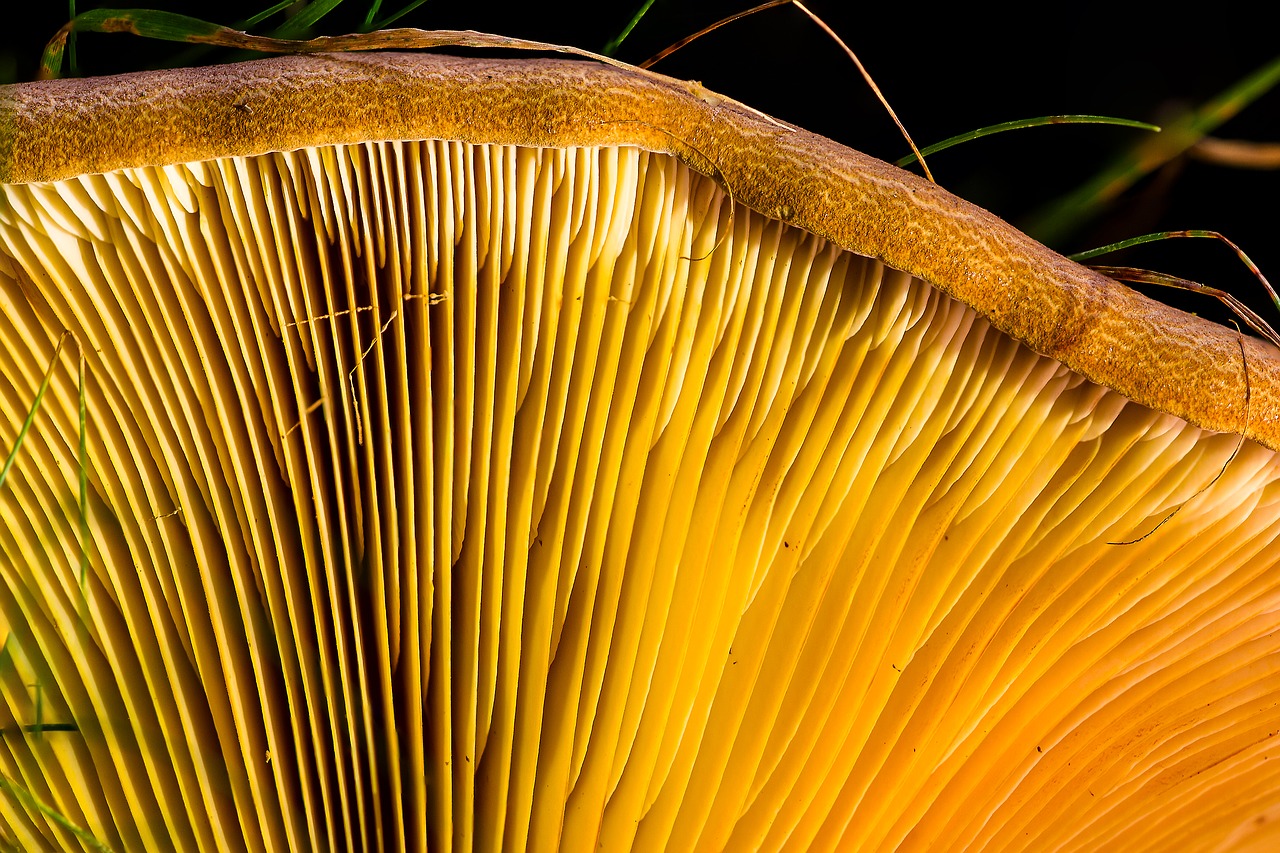 Image - agaric lamellar milchling mushroom