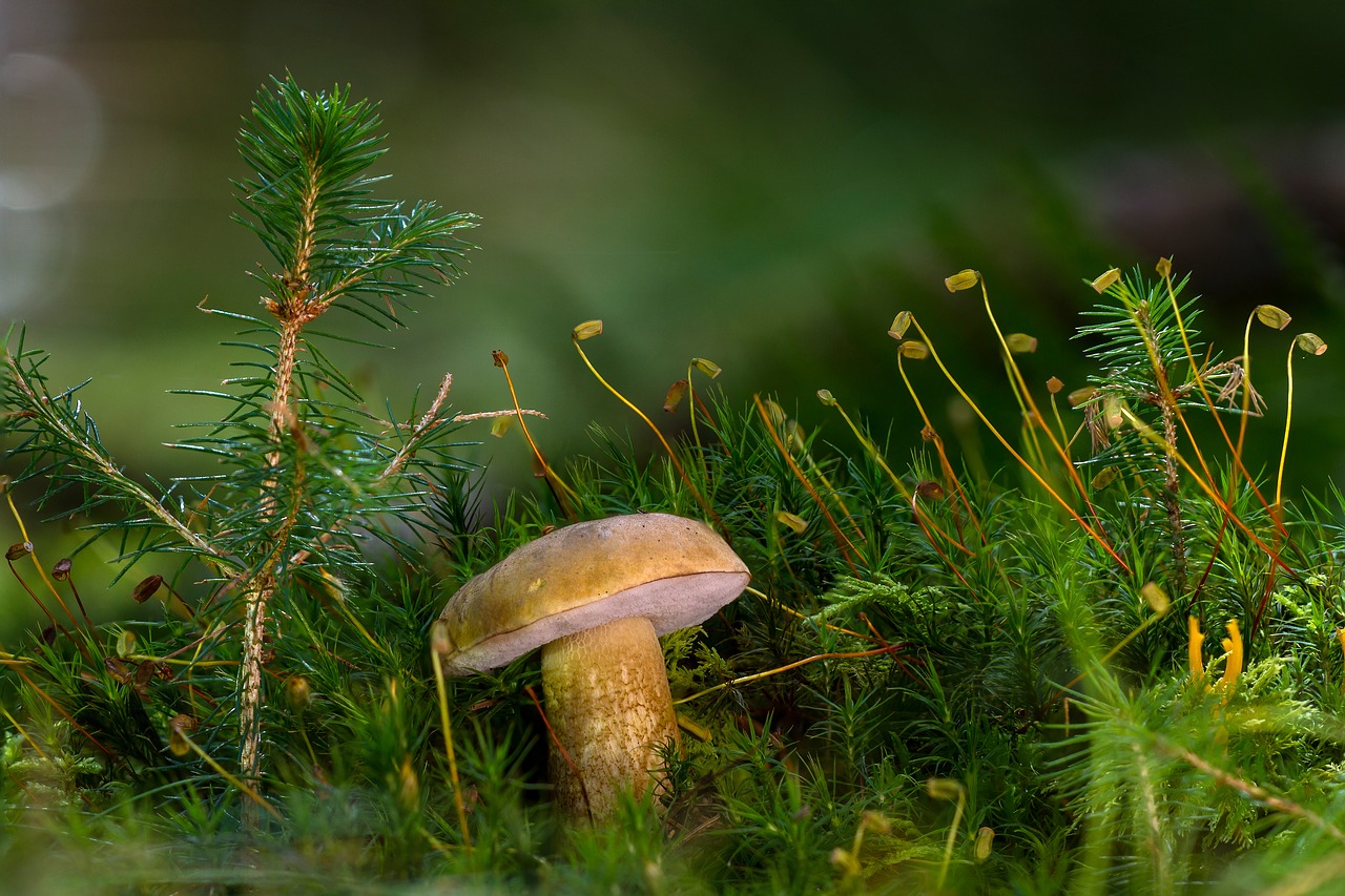 Image - gallenröhrling mushroom uneatable