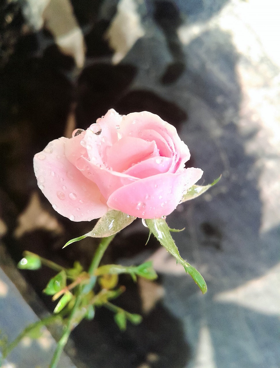 Image - rose cute rose fresh rose love