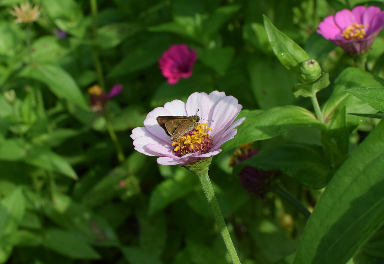 Image - skipper on zinnia butterfly insect