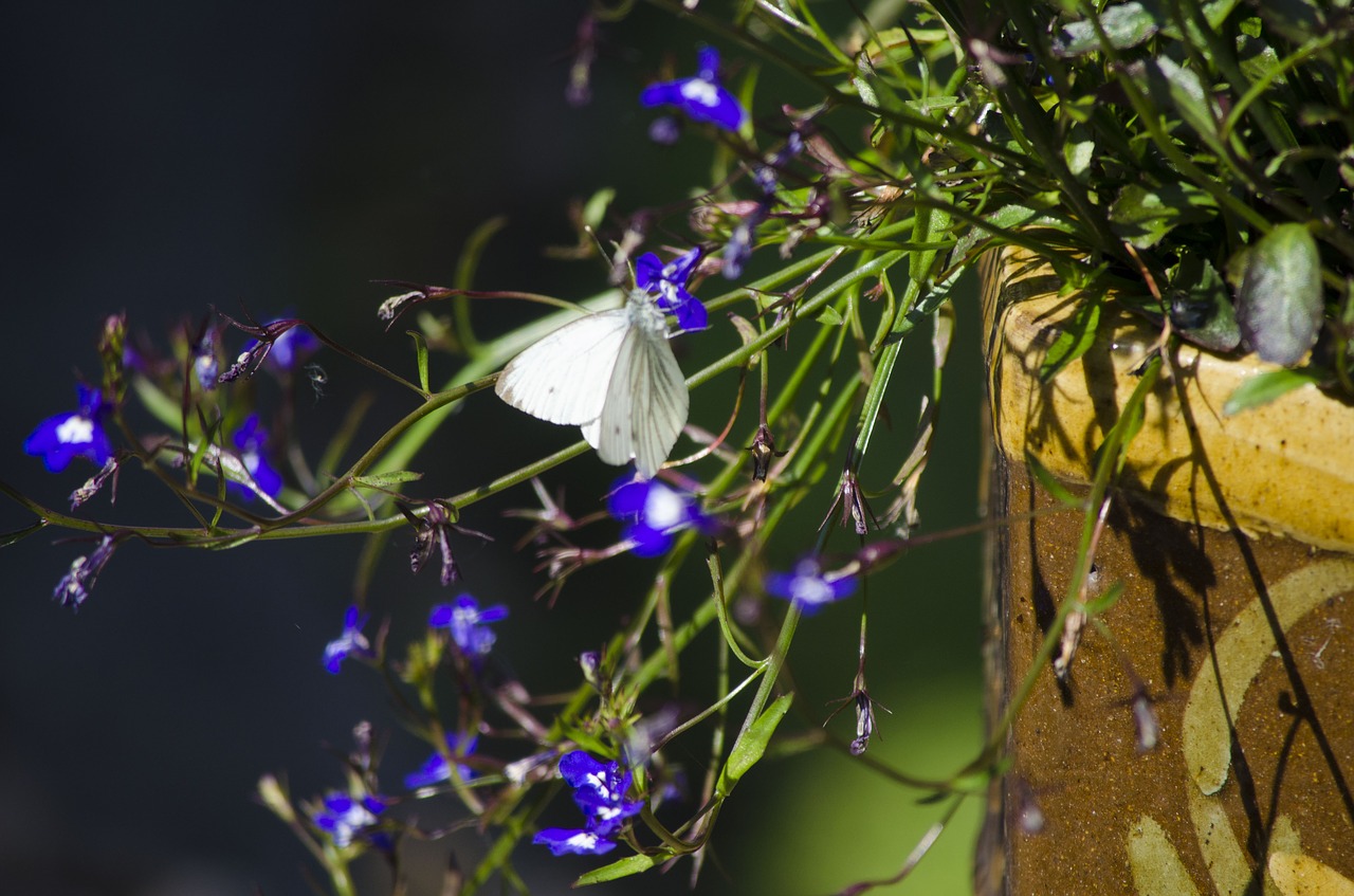 Image - cabbage white butterfly butterfly