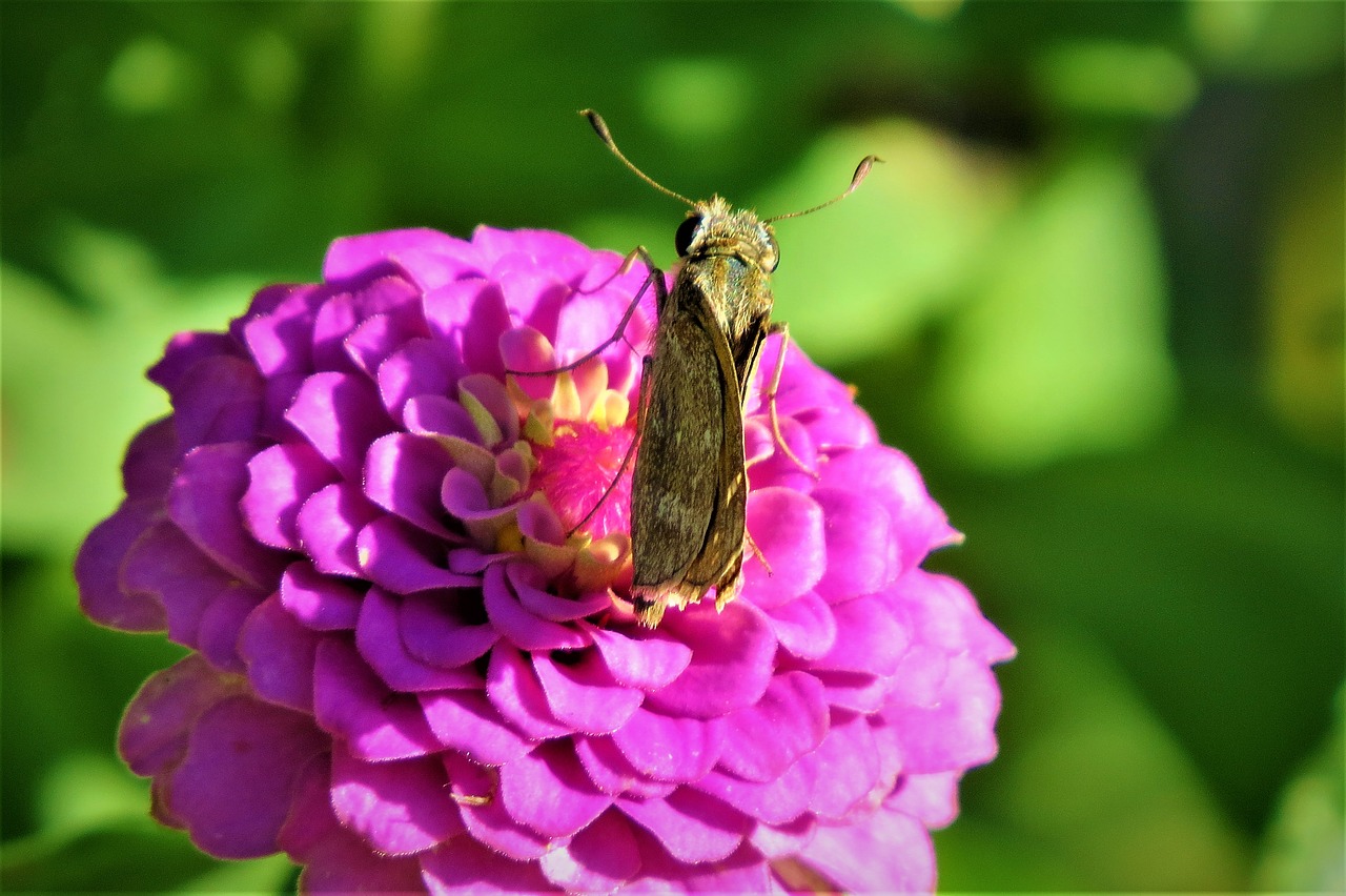 Image - moth brown rust pink flower garden