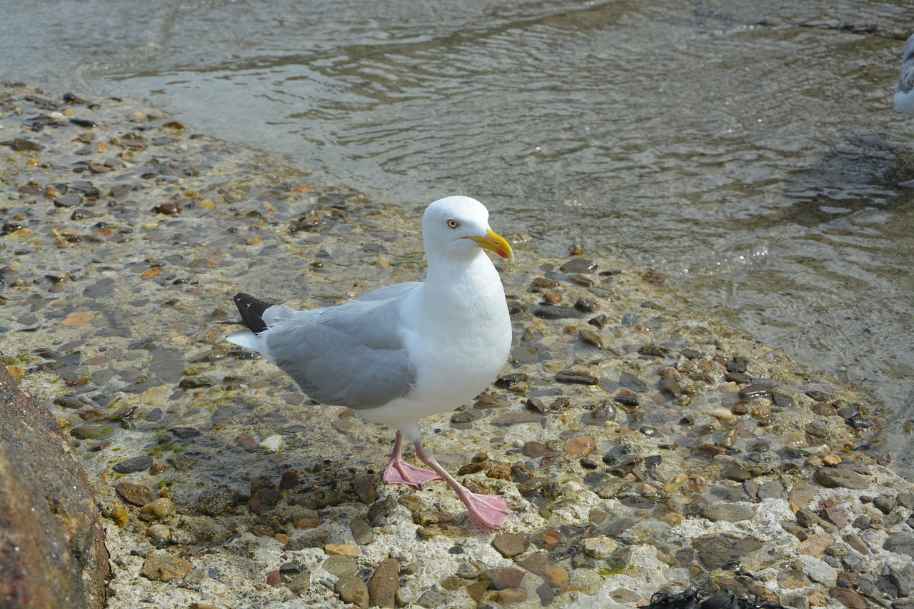 Image - gull beach market seagull feathers