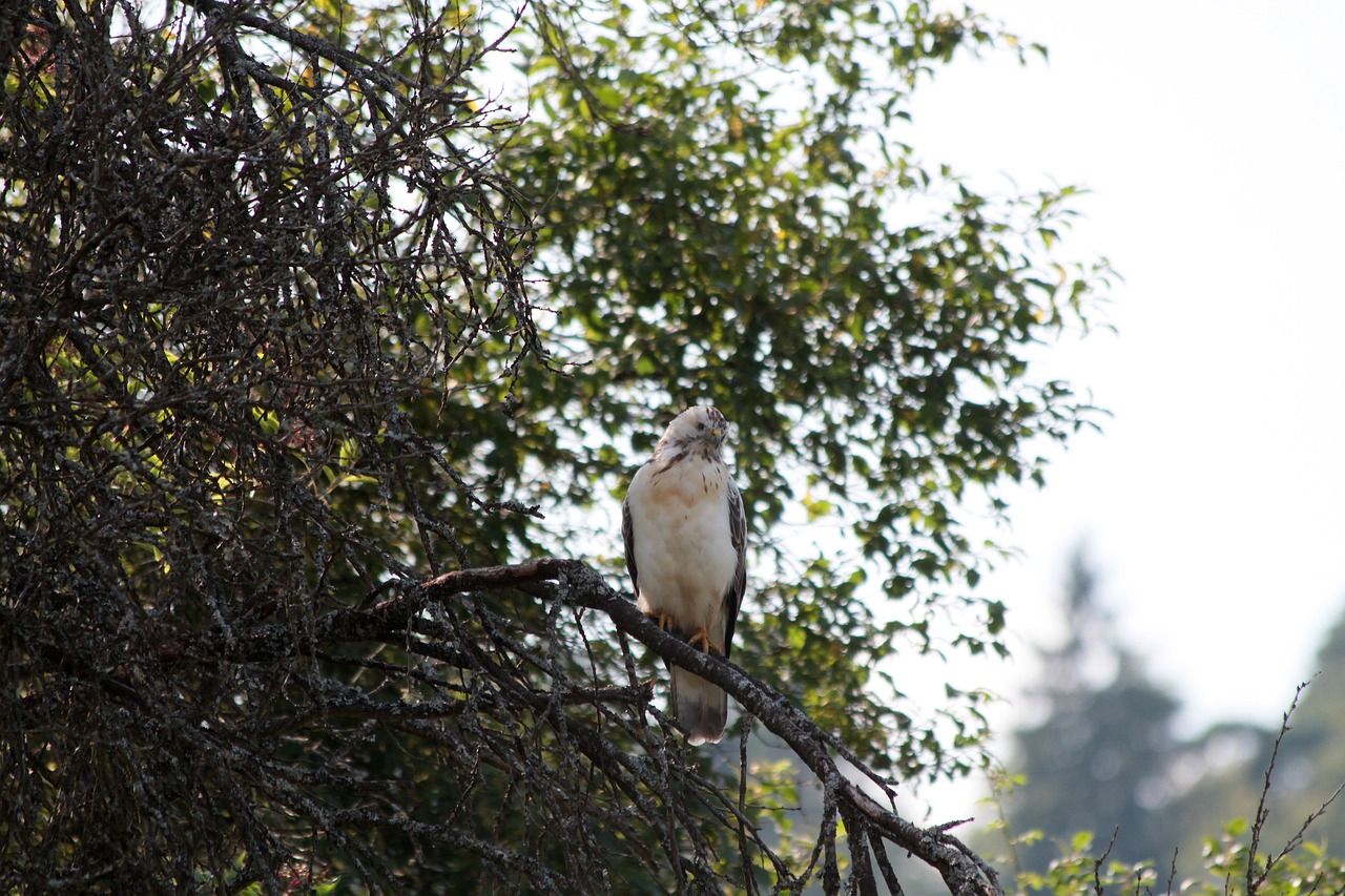 Image - buzzard raptor bird of prey bird