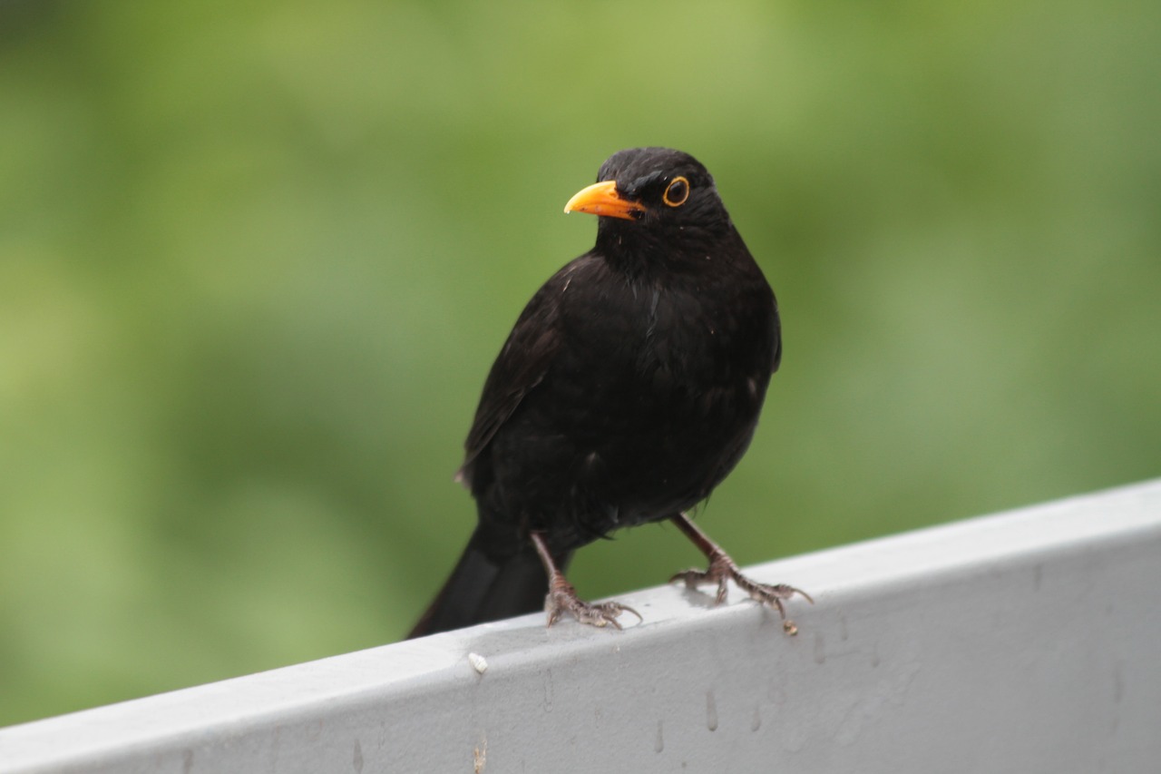 Image - bird blackbird songbird nature