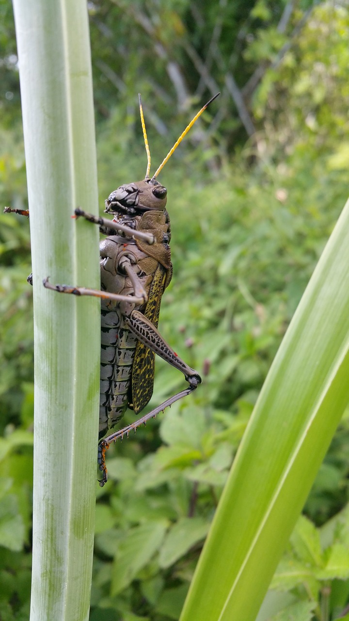 Image - cricket insect brown grass