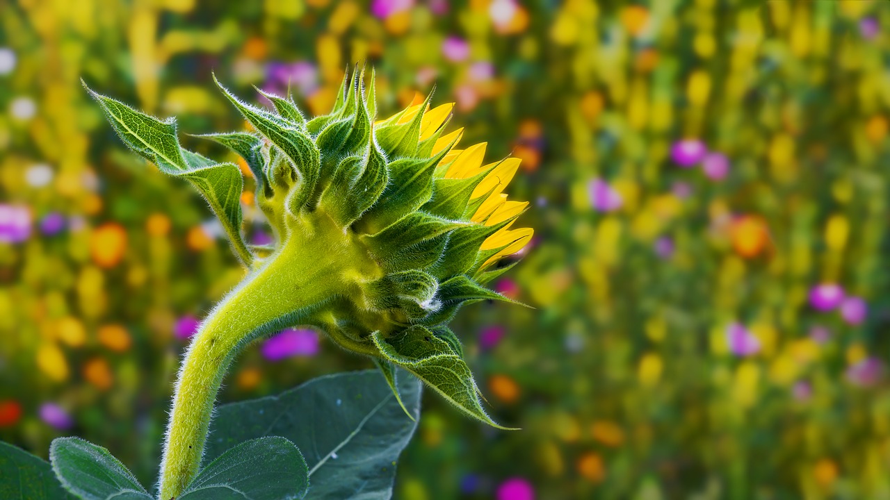 Image - sun flower summer meadow