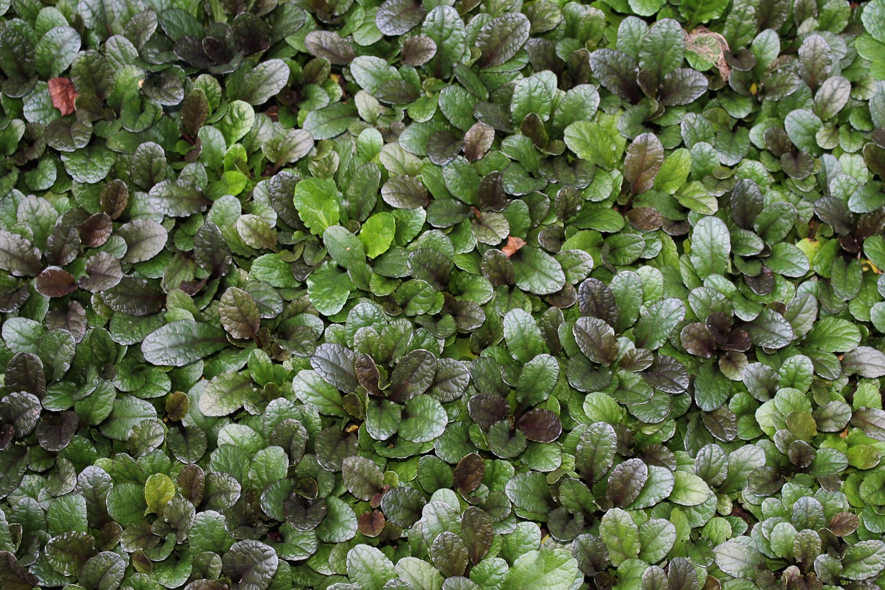 Image - texture green ground cover