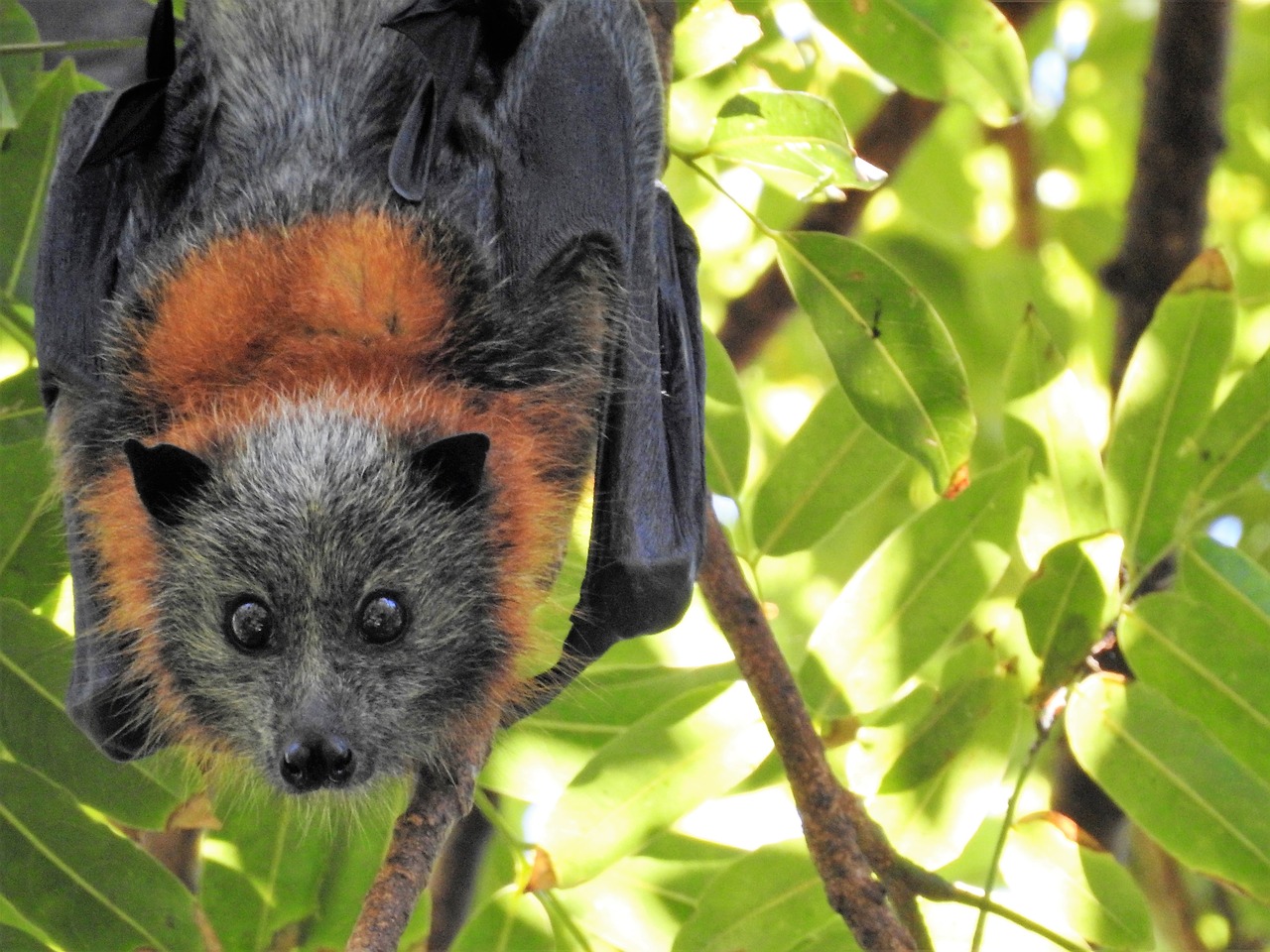 Image - bat wild wildlife environment