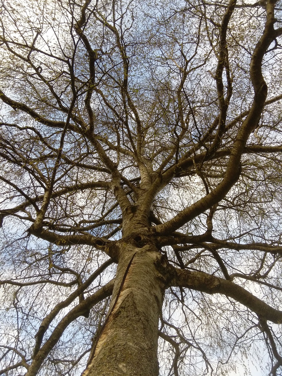 Image - tree force nature plant