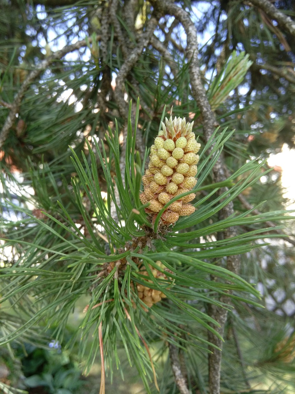 Image - thriving pine pine tree nature