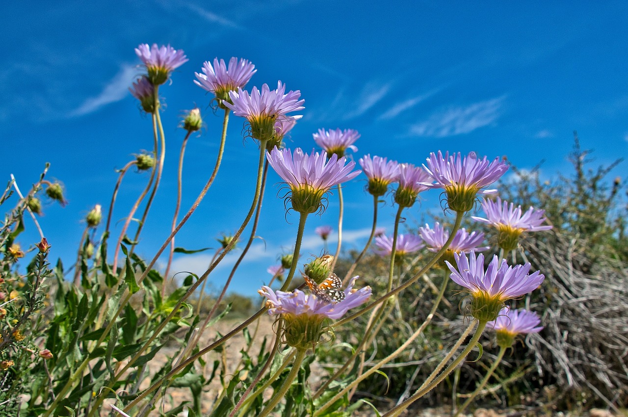 Image - purple flowers sky spring blue