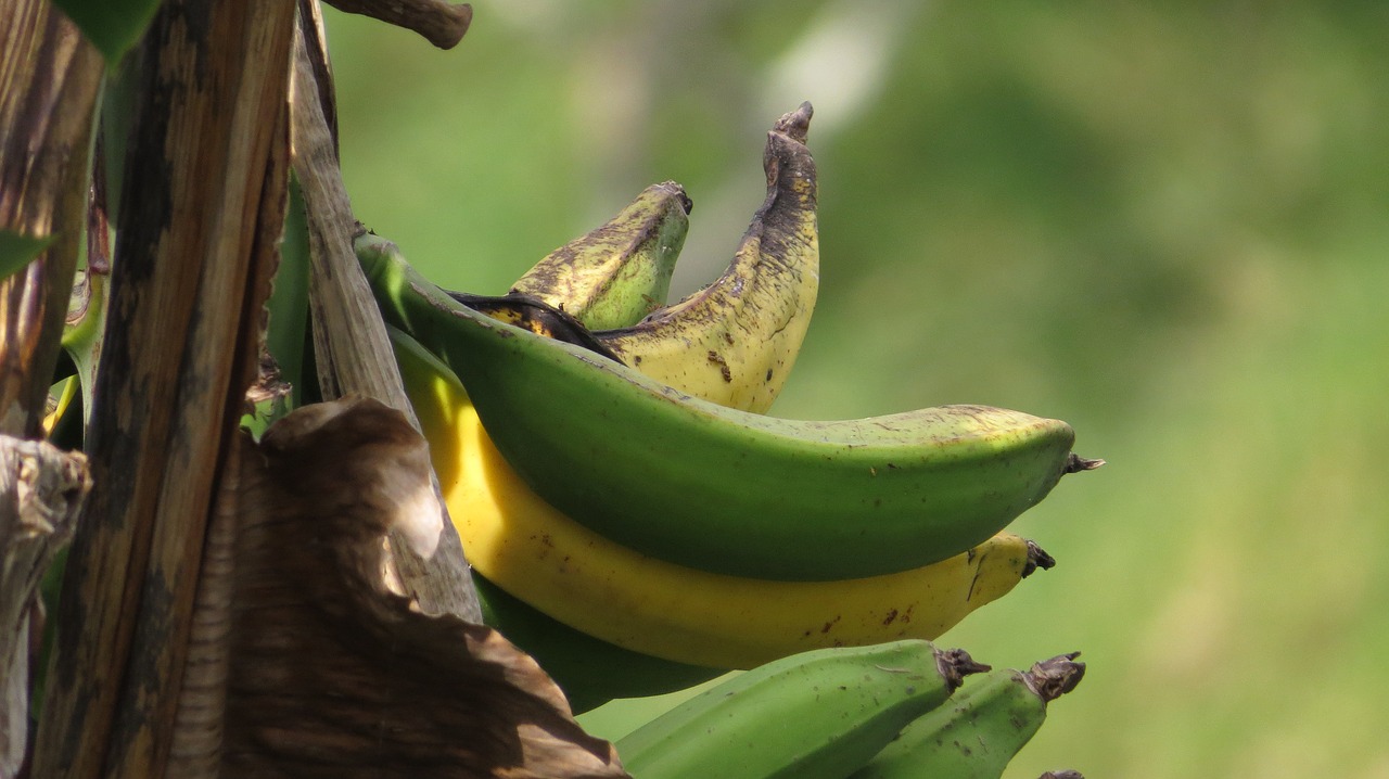 Image - image nature banana bananas