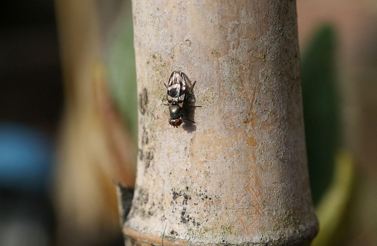 Image - image insect fly nature macro